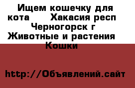 Ищем кошечку для кота!!! - Хакасия респ., Черногорск г. Животные и растения » Кошки   